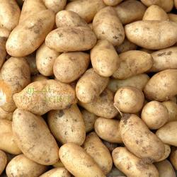 Potato 3